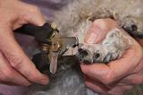 GRIFFES - CANICHE 021